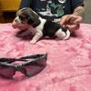 BB-9 female beagle 