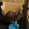 Mini lop Sweet 7month old baby boy litter box trained 