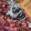 Yorkipoo Female puppy