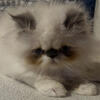 Persian kittens flame point short fur and a lilac point long fur 
