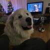 Great Pyrenees Male adult