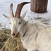 Saanen Goats available in Eastern New York