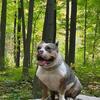 Merle Stud