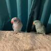 Ringnecks singles-all proven=breeders