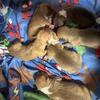 Redboy jeep rascal pups