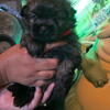 Shih Pom puppies (Shih Tzu/pomeranian mix)