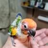 Baby sunconures handfed