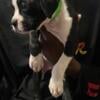 BOXER PUPPIES - Palm Coast