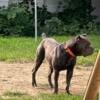 Akc Cane Corso adult female