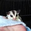 Sugar gliders Kaufman texas