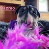 AKC Bull Terrier  puppies