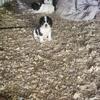Cocker Spaniel pup male