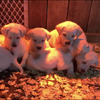 AKC LAB Puppies