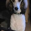 akc standard poodle