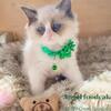 Ragdoll  kittens TICA