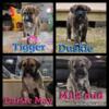 English Mastiff / Great Pyrenees & American Bulldog!