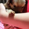 1/4th Yorkie/Chihuahua puppies