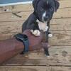 Pitbull Puppy