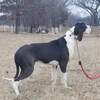 Female Great Dane available