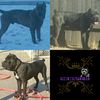 ( Pure Royalty  Majestic  K9's Cane Corso Foundational Stud Males Iccf/Akc dual registered