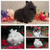 Friendly Lionheads Males and Females