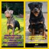 AKC Rottweilers european