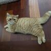 Exotic short hair kittens