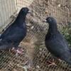 Young Black homer pigeons.