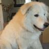 GREAT PYRENEES MALE 