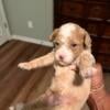 Kia- ckc registered female toy poodle 