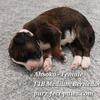 F1B Medium Bernedoodles - Star Wars Litter