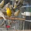 Canaries For sale