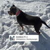 American bully