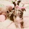 Chihuahua Puppies 💌