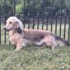 Adult English Cream Dachshund Boy