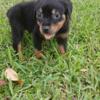 Puppies Rottweiler ready to go