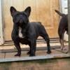 AKC Retired Female Frenchie