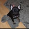 French bulldog puppies for sale BC