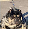 Exotic micro bully