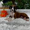 AKC Boxer Puppiee Ready Now - $1,250