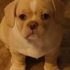 Pekingese / French Bulldog designer pups French Bullnese