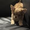 Chihuahua Puppies