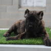 Akc registered canecorso pups 24 months health guarantee