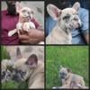 Frenchie puppy ready for new home