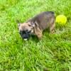 AKC Kardi Sable French Bulldog