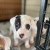 Jack Russell Puppies