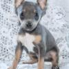 2 beautiful Blue  rat terrier puppies available