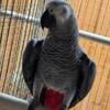 African grey male available