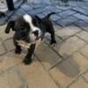 Micro Bully Puppies Available For New Homes