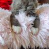 Kittens  Chantilly Tiffany Maincoons ❤️ 